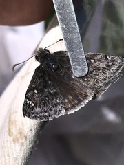 Erynnis telemachus