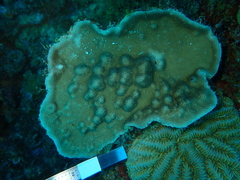 Porites astreoides
