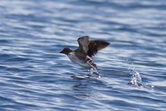 Cassin's Auklet photo 4