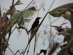 Amblyramphus holosericeus