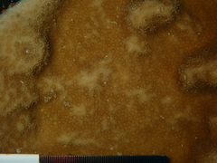 Porites astreoides