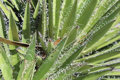 Yucca filifera