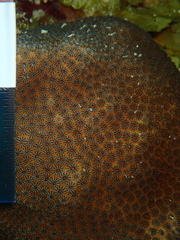 Stephanocoenia intersepta