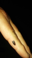 Lamprohiza splendidula