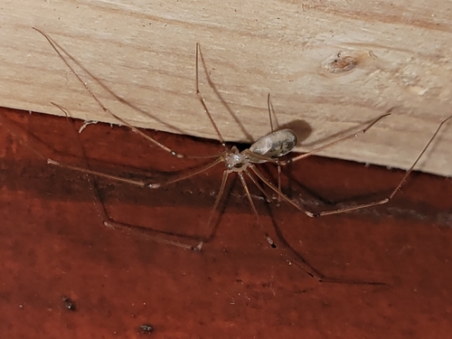 Long-bodied Cellar Spider, 9204 EB Drachten, Nederland, photo 6 of 10