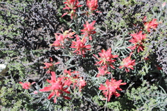 Castilleja lanata