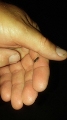 Lamprohiza splendidula