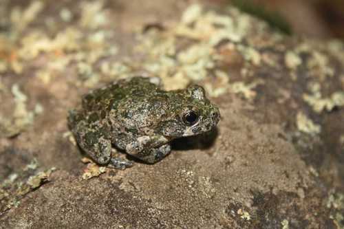 Canyon Tree Frog