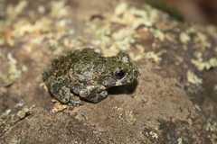 Canyon Treefrog photo 4