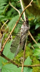 Dysmicohermes disjunctus