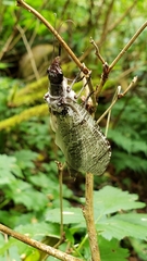 Dysmicohermes disjunctus