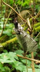 Dysmicohermes disjunctus