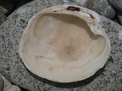 Periglypta multicostata