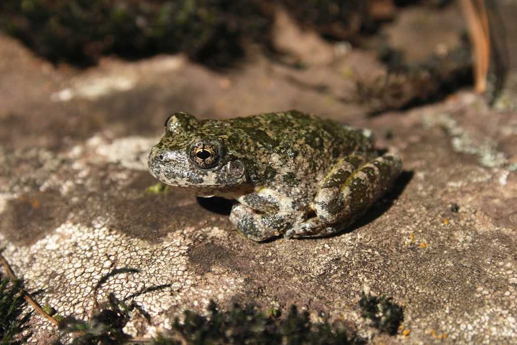 Canyon Treefrog