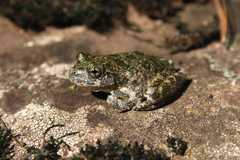 Canyon Treefrog photo 1