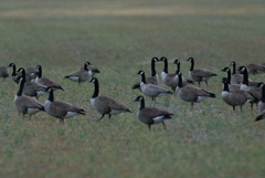 Branta hutchinsii hutchinsii