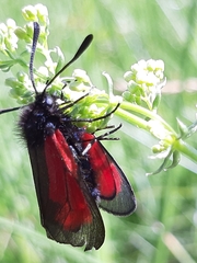 Zygaena purpuralis