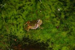 Hyla wrightorum