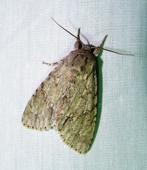 Acronicta americana