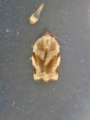 Choristoneura fractivittana