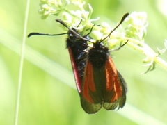 Zygaena purpuralis