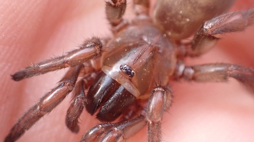 Nemesia ungoliant