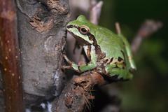 Hyla wrightorum