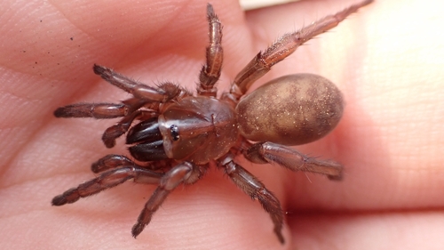 Nemesia ungoliant