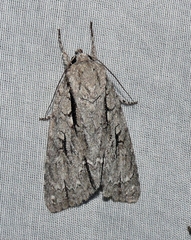 Acronicta lobeliae
