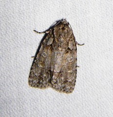 Acronicta ovata