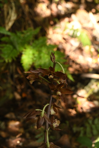 Eulophia zollingeri iNat (2)