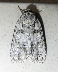 Acronicta modica