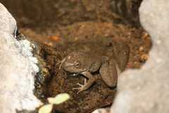 Lithobates tarahumarae