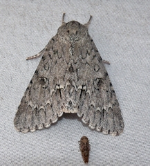Acronicta impleta