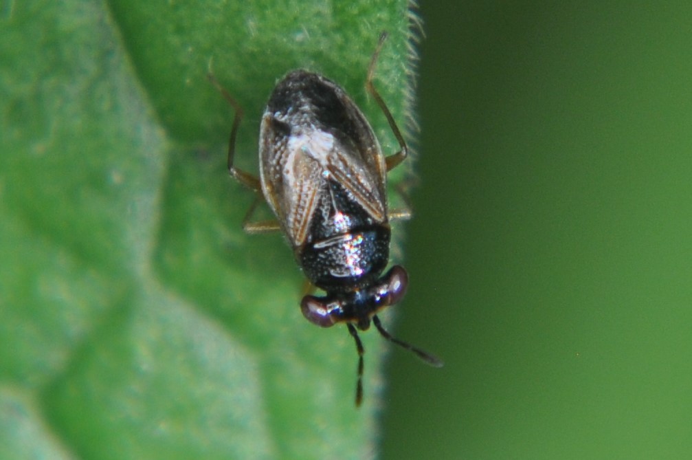 Isthmocoris tristis