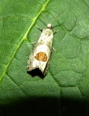 Notocelia uddmanniana