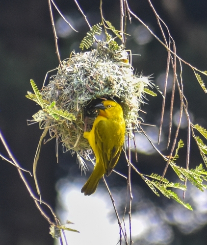Holub's Golden-Weaver