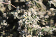 Alternanthera halimifolia, photograph (c) Cesar Ormazabal, some rights reserved (CC BY)