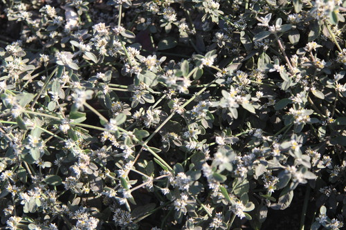 Alternanthera halimifolia, photograph 5