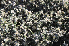 Alternanthera halimifolia, photograph (c) Cesar Ormazabal, some rights reserved (CC BY)