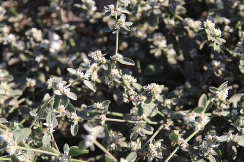 hairy joyweed (Alternanthera halimifolia)