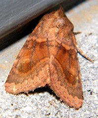 Parapamea buffaloensis