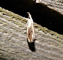 Catoptria verellus