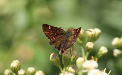 Butleria bissexguttatus