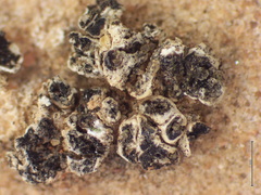 Polysporina