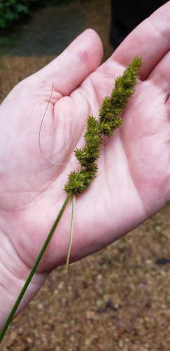 Yellowfruit sedge (Carex annectens)