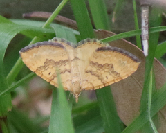 Chrysolarentia correlata