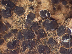 Placidium pilosellum