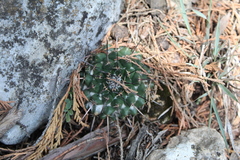 Mammillaria winterae