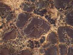 Clavascidium lacinulatum